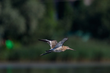Black-tailed Godwit (Limosa limosa).