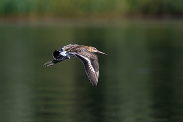 Black-tailed Godwit (Limosa limosa).
