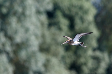 Black-tailed Godwit (Limosa limosa).