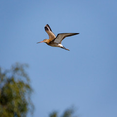 Black-tailed Godwit (Limosa limosa).