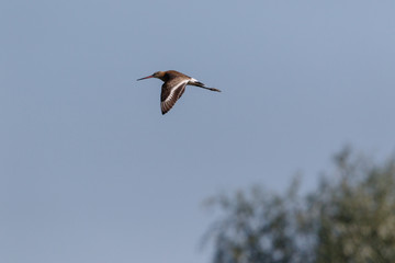 Black-tailed Godwit (Limosa limosa).