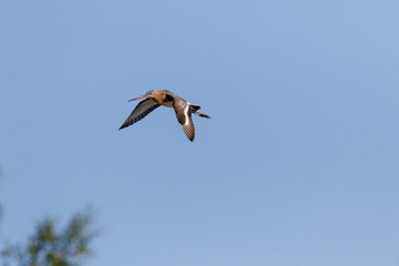 Black-tailed Godwit (Limosa limosa).