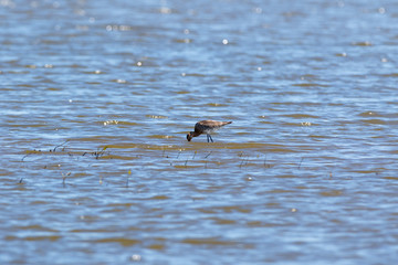 Black-tailed Godwit (Limosa limosa).