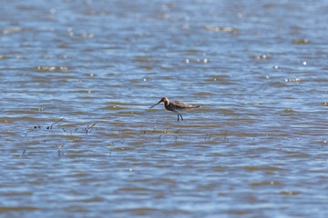 Black-tailed Godwit (Limosa limosa).