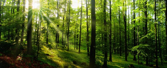 Fototapeta premium Beech trees forest at spring daylight