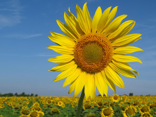 Blooming sunflower on blue sky background. Sunflowers field, concept for production of cooking oil