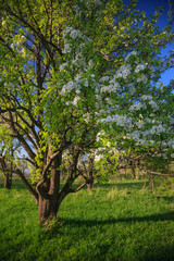 Obraz premium old abandoned blooming pear garden