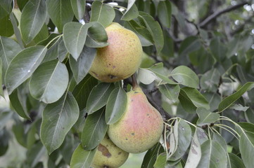 Ripe pears hanging on branch in orchard