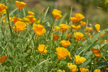 Fototapeta premium California yellow poppies grow on a green field in the spring.