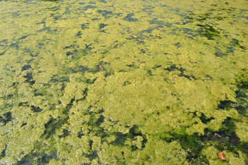 Closeup photograph of an algal bloom in a body of freshwater suffering from severe eutrophication
