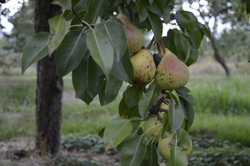 Ripe pears hanging on branch in orchard