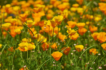 California yellow poppies grow on a green field in the spring.
