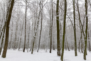 Snow covered trees in the winter forest