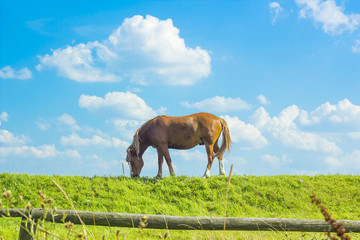 Obraz premium Summer rural landscape with grazing horse on green pasture