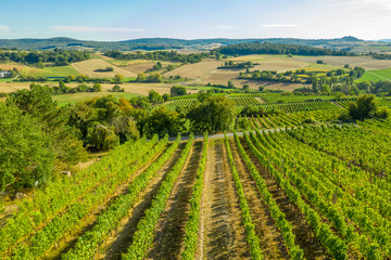 Fototapeta na wymiar Aerial view of a green summer vineyard 