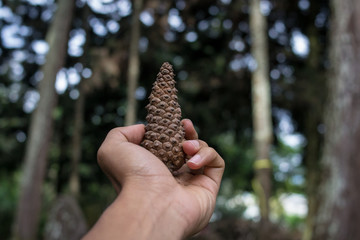 holding the seed of a pine in the forest
