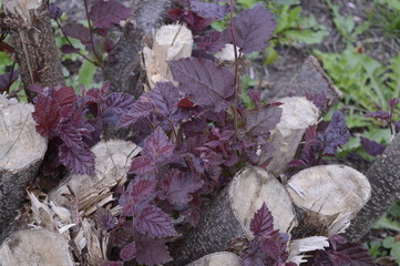 Corylus maxima - ornamental hazel with red leaves