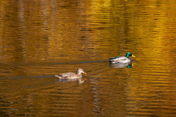 Ein Pärchen von Stockenten schwimmt auf einem See, in dem sich herbstlich gefärbte Bäume spiegeln