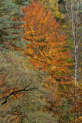 Trees in autumn colors
