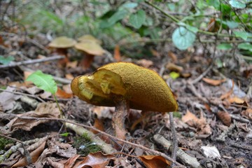 Side view closeup photograph of a boletus edulis mushroom, showing spore tubes at the underside of its cap.