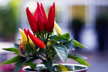 Red yellow paprika in a flowerpot  