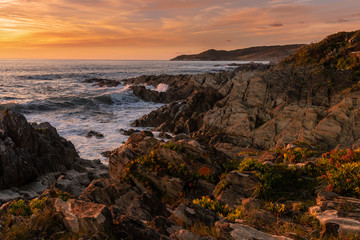 Sunset at Woolacombe, Devon, warm evening light on succulent coastal plants, with waves washing over slate rocks from the Devonian period