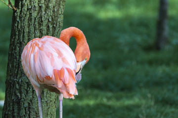 flamingo just turning his back and showing his plumage