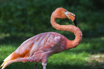 Flamingo just doing one with his neck