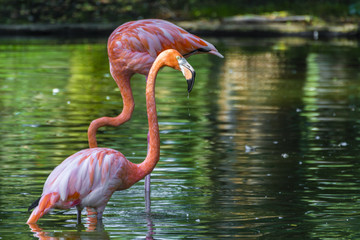 two flamingos in a lake,one drinking water and the other resting