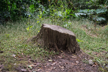 the trunk of a tree with roots that was cut