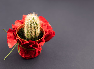 Mini cactus in red pot