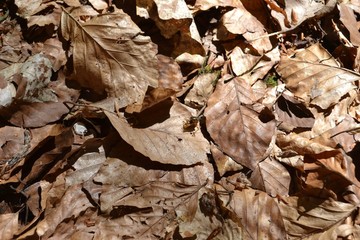 Closeup photograph of dry beech leaves on the ground in a forest.