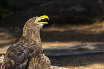 real eagle about to fly away