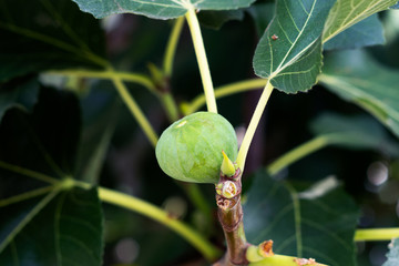 Figs on a tree