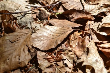 Closeup photograph of dry beech leaves on the ground in a forest.