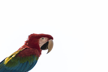 parrot seen in profile on white background