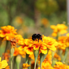 Bumblebee on a flower. Bombus. Tagetes