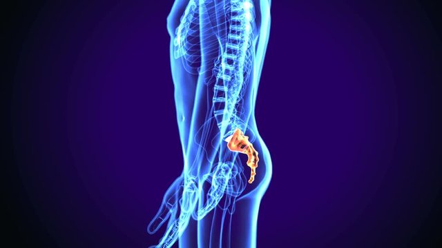 3d illustration Sacrum Coccyx Bone with highlighted zone - pain concept
