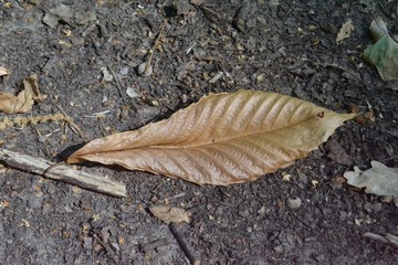 Closeup photograph of a dry sweet chestnut leaf on the ground in a forest.