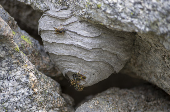 Nid de gu&ecirc;pes