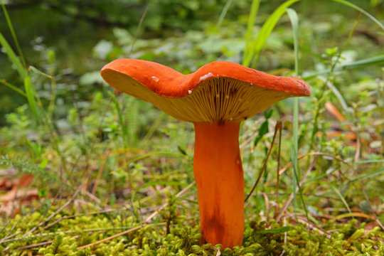 Lactifluus volemus mushroom