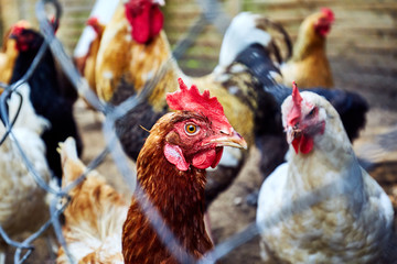chicken in the chicken coop