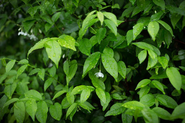 Green bushes background. Leaves texture background