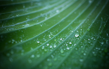 Natural background fresh green leaf texture and water drops