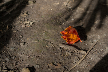 withered flower on the ground