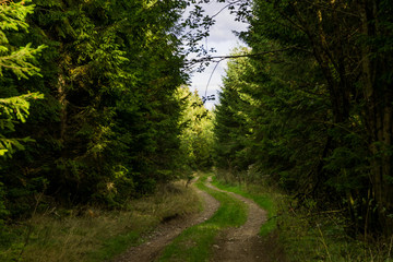 Ein kleiner Blick durch den Wald