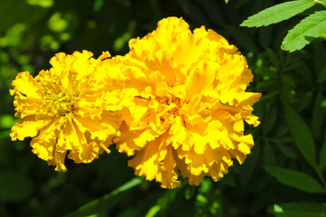 Tagetes. Yellow Terry marigolds on the flower bed