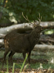 Sika deer (Cervus nippon)