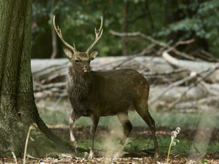 Sika deer (Cervus nippon)