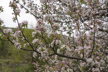 Fototapeta premium Flowers of wild apple trees blossomed in the mountains in the spring.